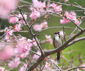 厦门：“红粉佳人”迎春开/