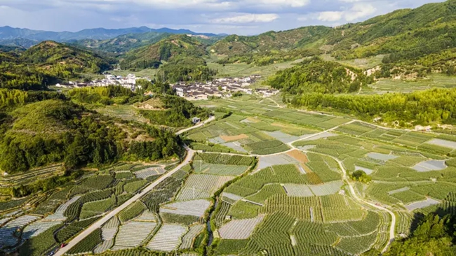 屏南县岭下蔬菜种植基地。屏南县委宣传部供图