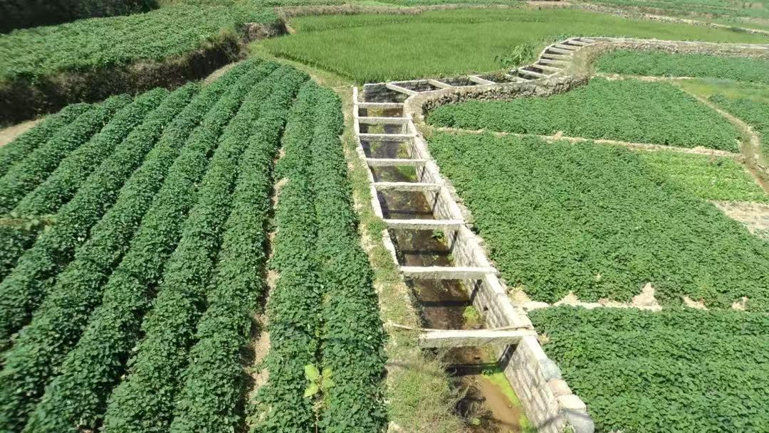 虹山紅心地瓜田。洛江區自然資源局供圖