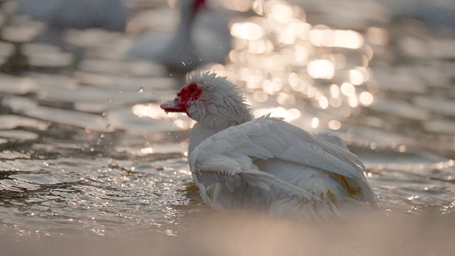 朴朴將合作模式的核心錨定在“訂單農業”上，保障番鴨品質