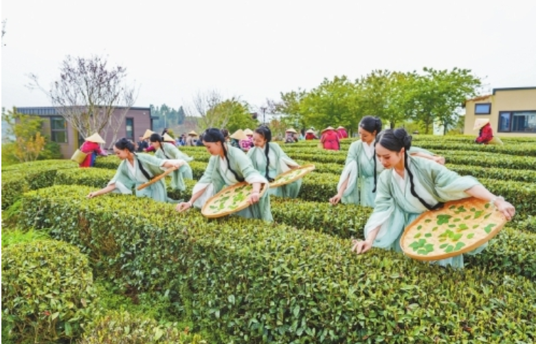 永泰举办春茶开采节活动