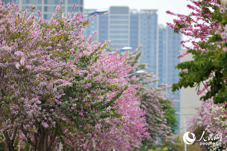 爭奇斗艷的宮粉羊蹄甲花朵，為城市披上浪漫“春裝”。人民網記者 陳博攝