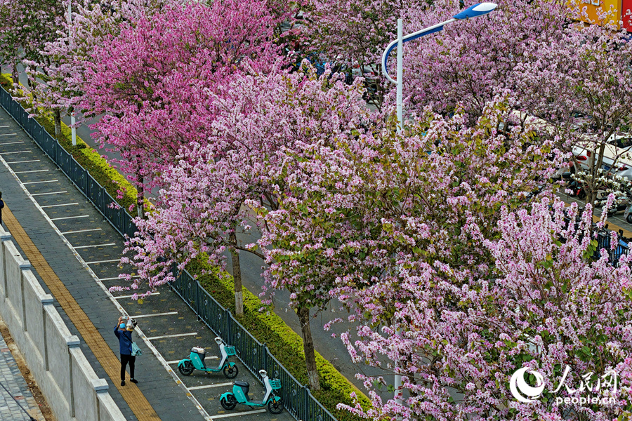 盛放的花朵壓彎枝條，路人用手機記錄春花美景。人民網記者 陳博攝