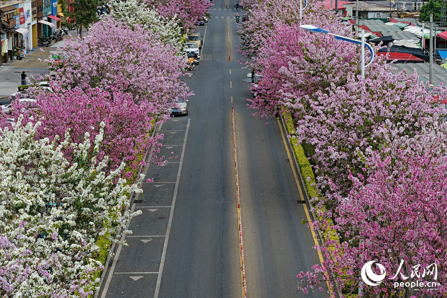 廈門鼓鑼西路花團錦簇，春意盎然。人民網記者 陳博攝