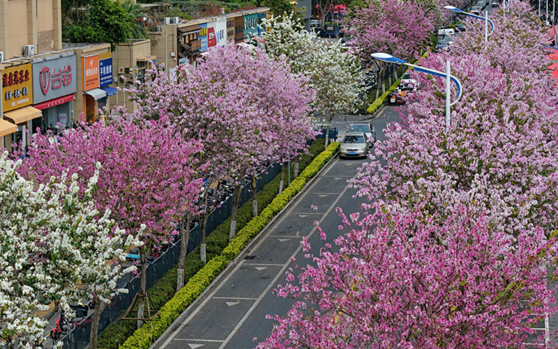 厦门：宫粉羊蹄甲花开满城