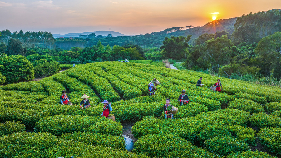 目前,詔安縣八仙茶種植面積達5.72萬畝。詔安縣委宣傳部供圖