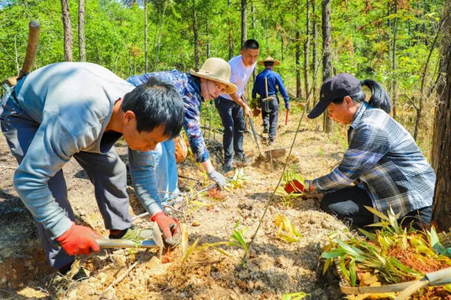 农户正在林下种植多花黄精。陆淑华摄