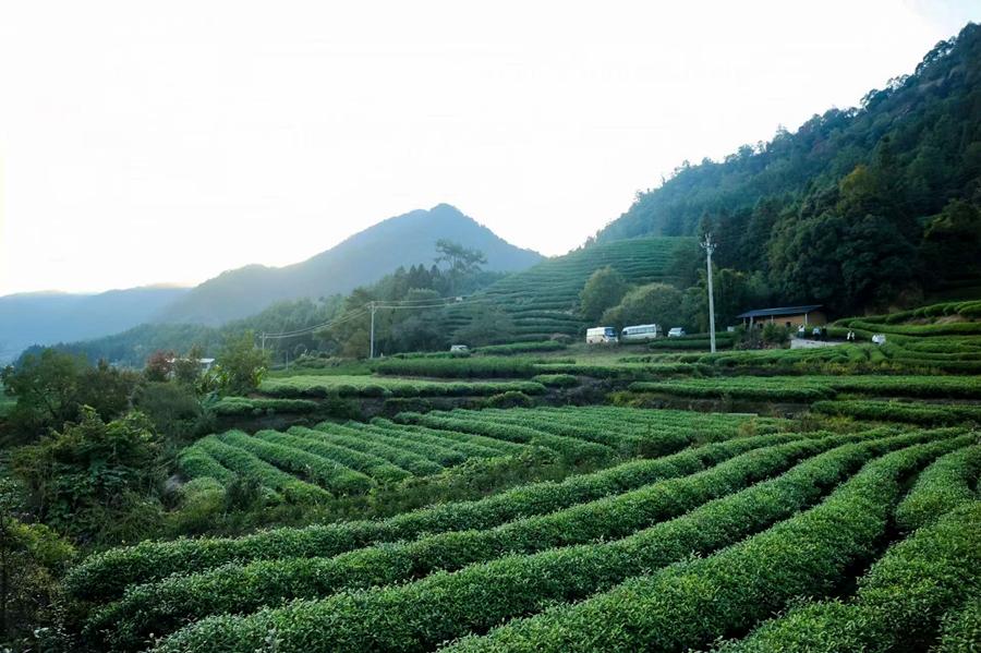 武夷山的一处茶园,梯田错落有致。武夷山市委宣传部供图