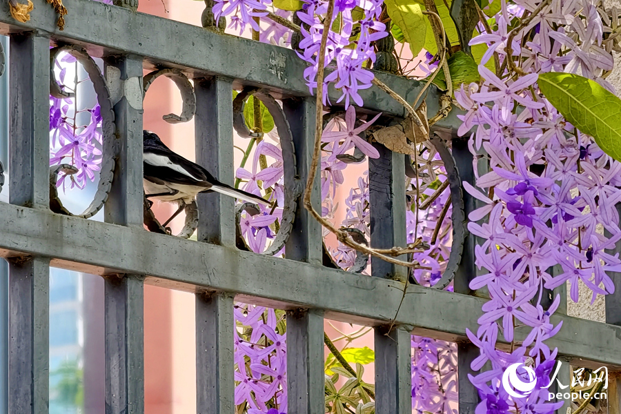 小鸟穿梭于花串之间。人民网记者 陈博摄