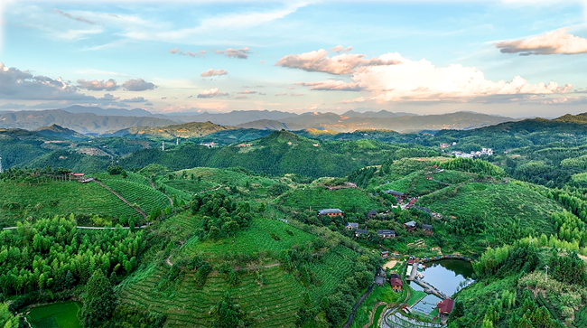 大田县屏山乡“大仙峰·茶美人”景区。大田县融媒体中心供图