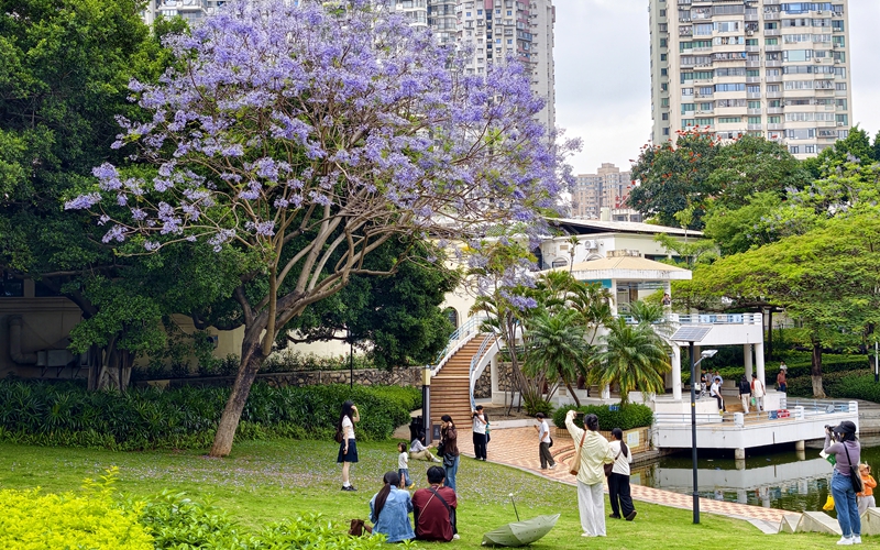 厦门蓝花楹“浪漫倾城”