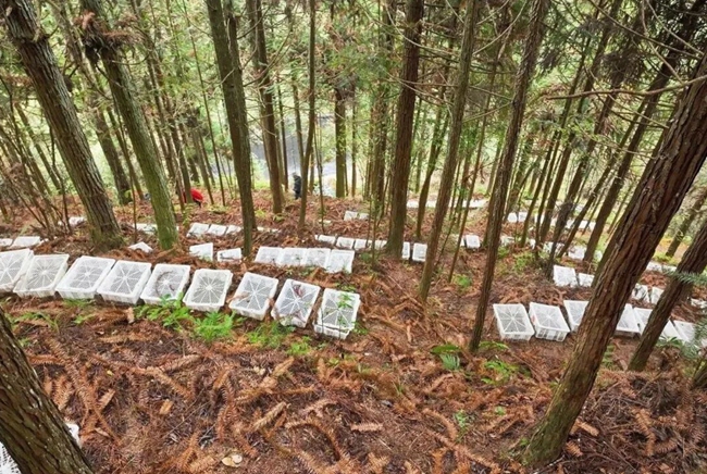 仿野生林下种植金线莲。叶晓晖摄