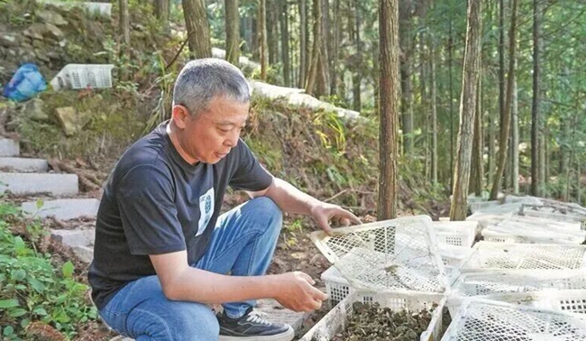 李光建在查看金线莲长势。刘志玮摄