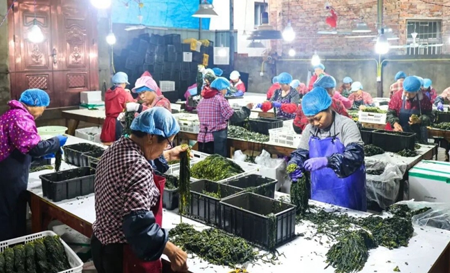 海带分拣点，工人正在分拣新鲜海带