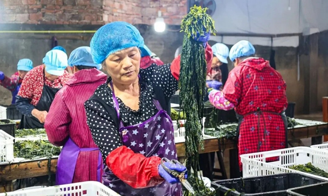 工人分拣新鲜海带