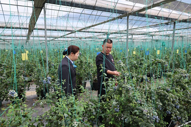 蓝莓种植基地负责人向该行客户经理介绍蓝莓挂果情况。