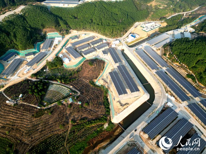 在詔安縣南方肉牛育肥場,一排排標准化牛舍整齊排列。人民網 蘇海森攝