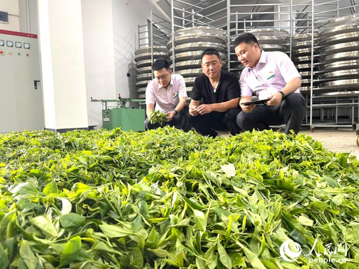 翁石岙(中)正在检查刚收上来的茶青。人民网记者 陈蓝燕摄