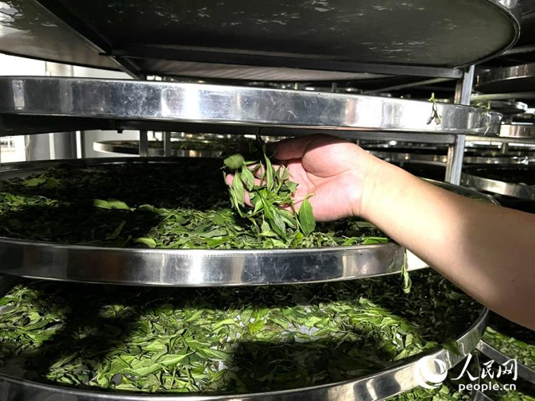 茶叶在萎凋室烘干。人民网记者 陈蓝燕摄