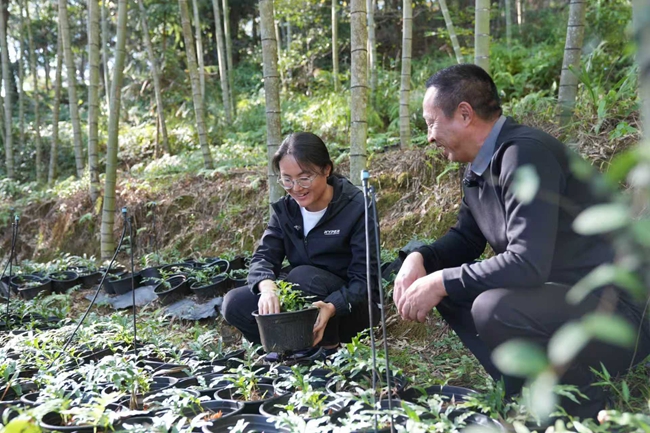 在白砂镇骨碎补种植基地里，和康公司技术人员正与村民交流骨碎补长势，讲解精细化管护要点。杨国鑫摄