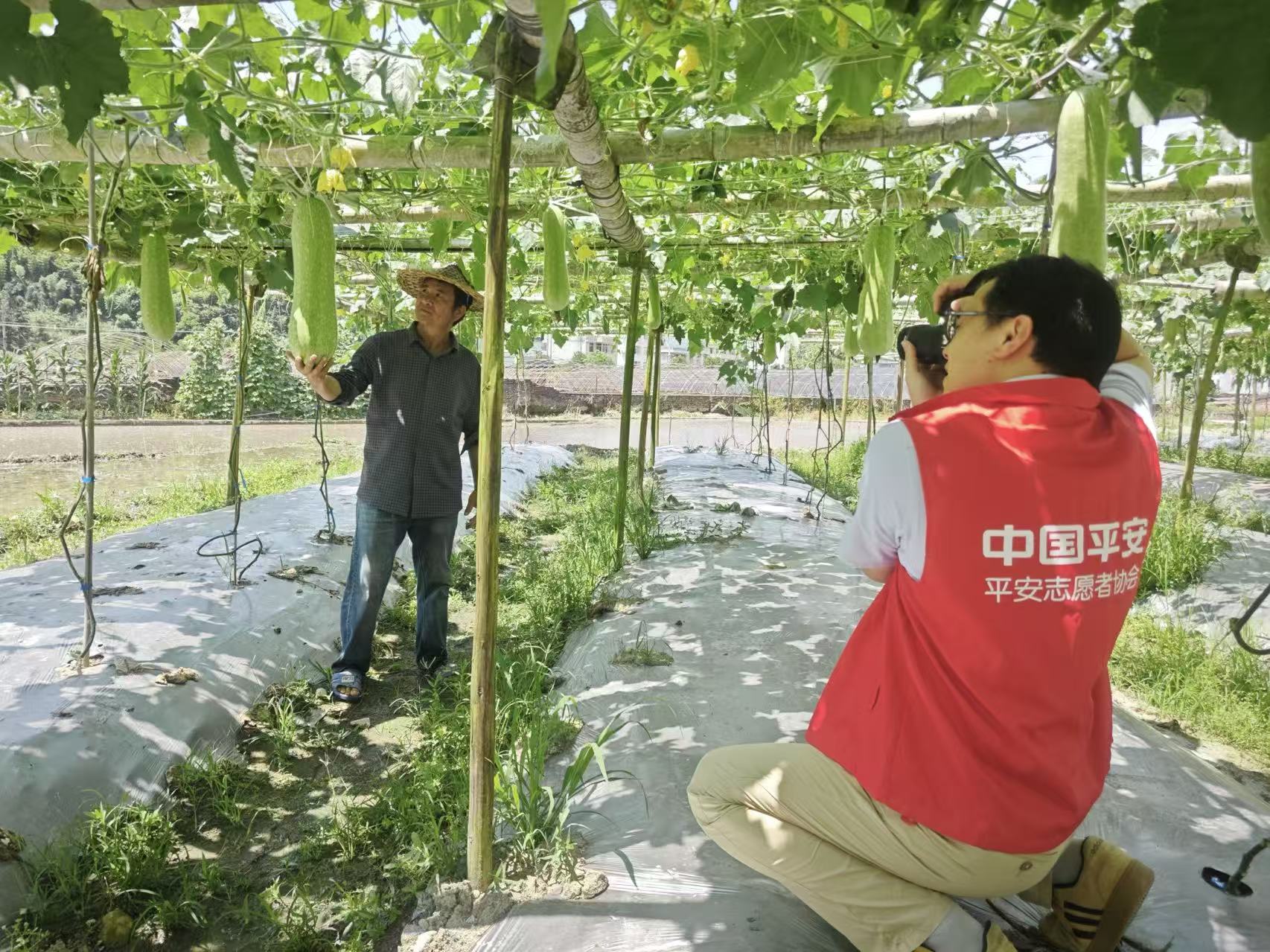 平安产险志愿者为乡村长者定格丰收喜悦。