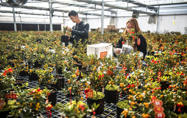 福建海峽花卉產業園裡種植的金豆。陳志鵬攝