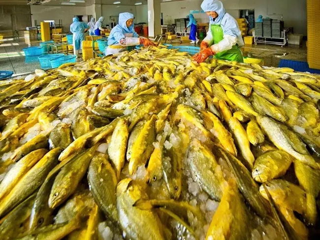 寧德大黃魚精深加工企業的車間裡，工人在處理大黃魚 。圖片來源：閩東日報