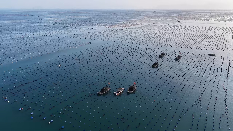 鮑魚採收