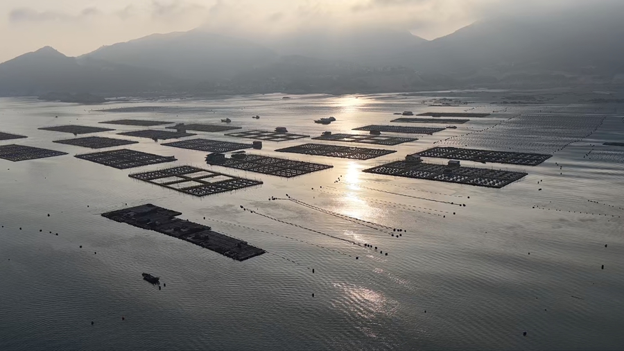 鲍鱼养殖海域