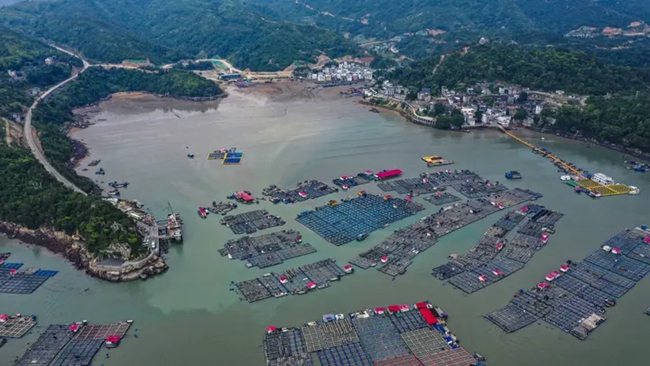 航拍霞浦“海上牧場”。謝玲雄攝