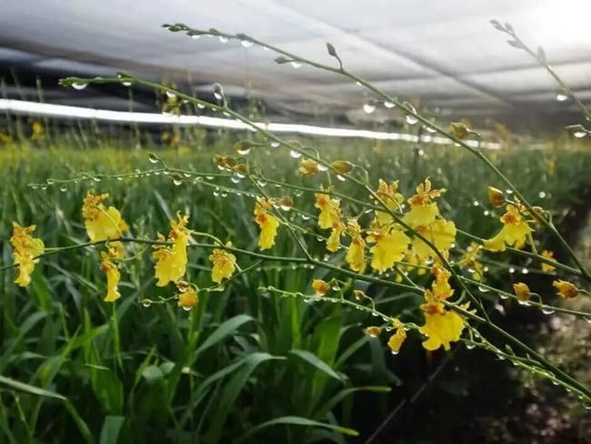文心兰成为带动村集体增收的“致富花”