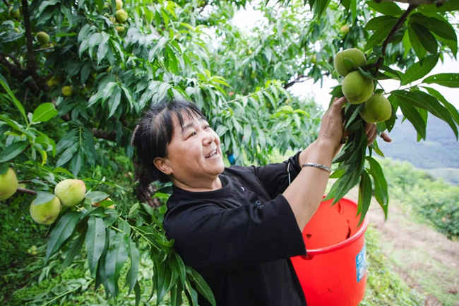 採摘水蜜桃