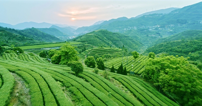 八马茶业生态茶园