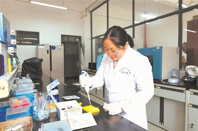 科研團隊進行鹽鹼水養殖大黃魚性腺性激素檢測。寧德師范學院供圖