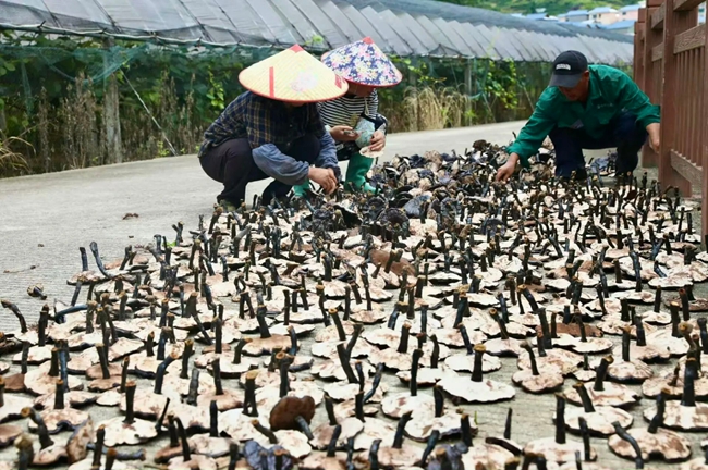 采收下来的紫灵芝。周宁县融媒体中心供图