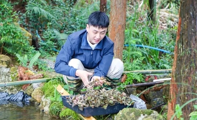 咸村镇上坂村立体林下种植基地内，村党支部书记林燚炜在清洗金线莲。陆淑华摄