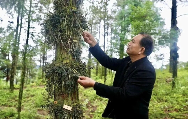 福建九节侠生态农业有限公司基地内，负责人李余林正在查看铁皮石斛。汤烨摄