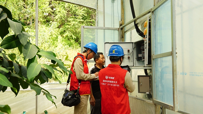 國網邵武市供電公司工作人員在大棚內對用電設備進行測溫。郭慧超攝