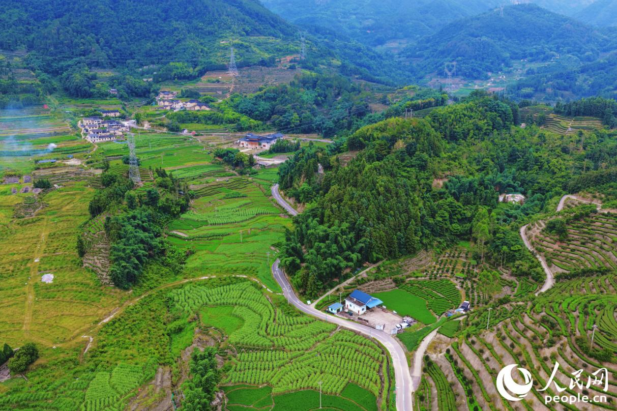 赤溪茶山。人民網記者 李唯一攝