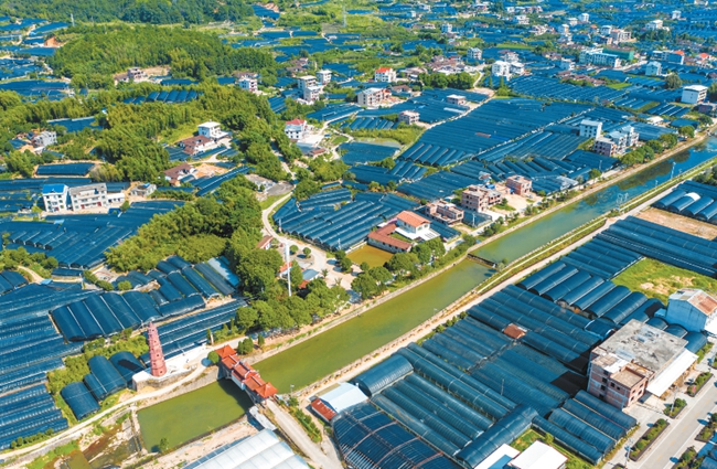 漳平市永福鎮西山村花卉產業大棚
