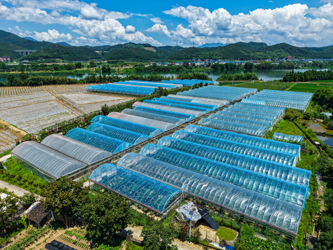 無花果種植基地。朱城鋮攝