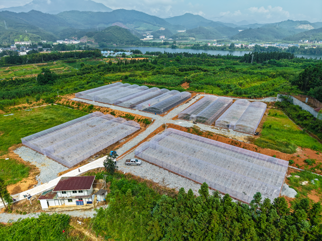 柑橘无病苗繁育基地。朱城铖摄