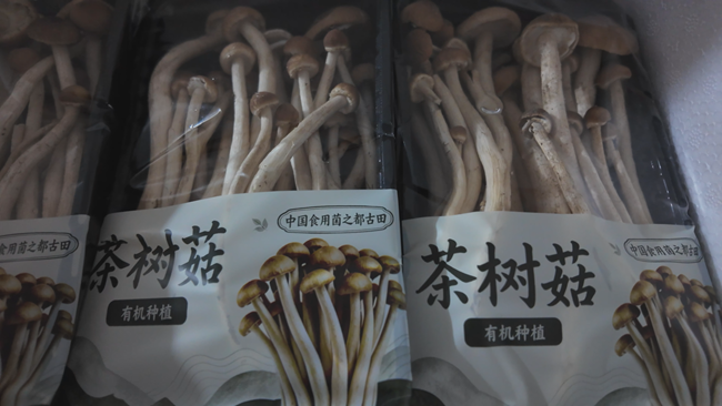 品牌茶树菇打入高端商超