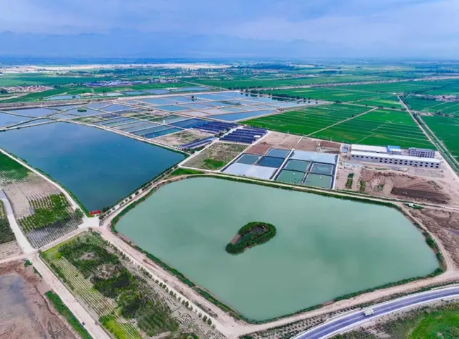 宁夏贺兰县的蓝湾养殖基地（资料图片）。图片来源：宁德晚报