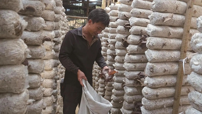 茶山村農戶在採收毛木耳