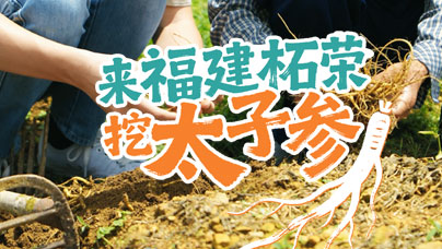 一株参，会“变身”嵌进山褶里的宁德柘荣，自古便是南来北往的咽喉要地，这里常年云缠雾绕，湿漉的空气裹着草木的气息，土壤松软肥厚，是太子参生长的“宝地”。