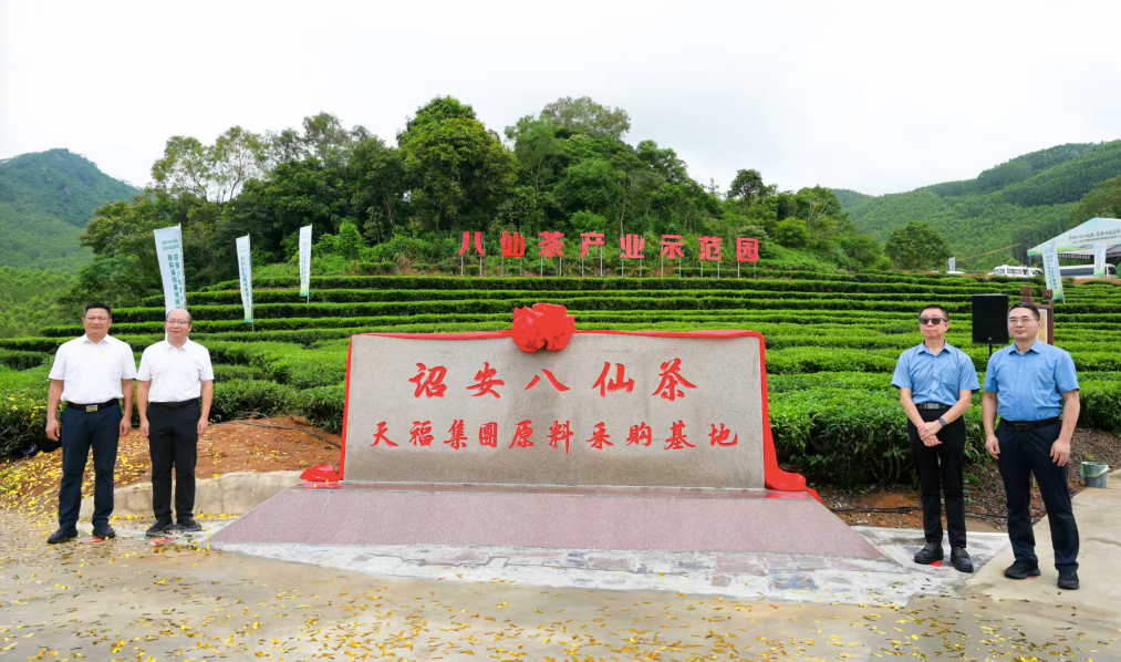 诏安八仙茶天福集团原料采购基地揭牌。诏安县委宣传部供图