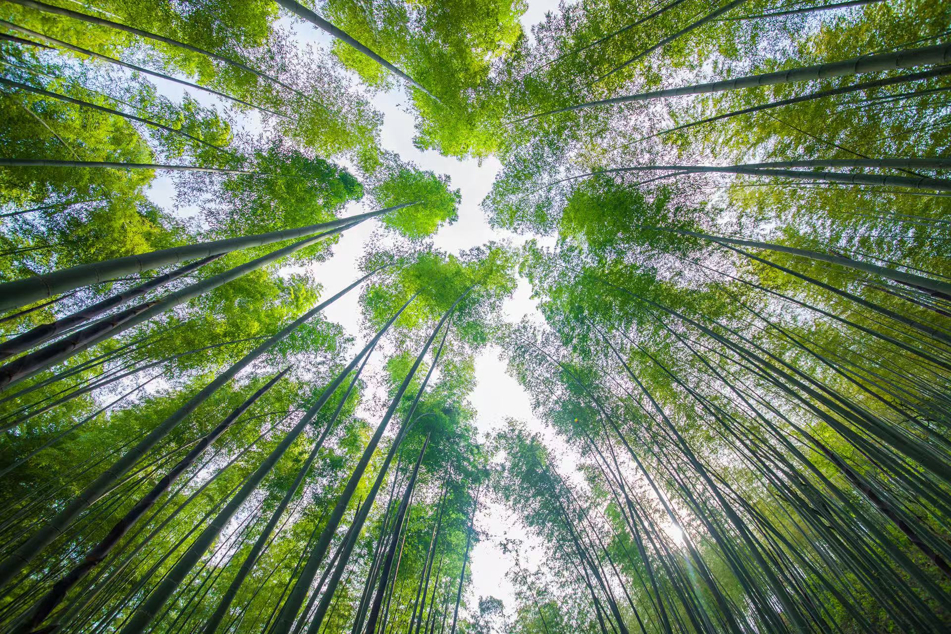 邵武竹林。石献凯摄