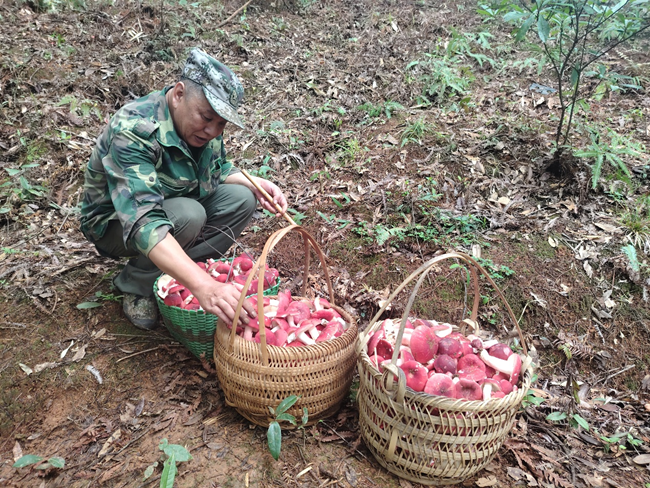 採收紅菇