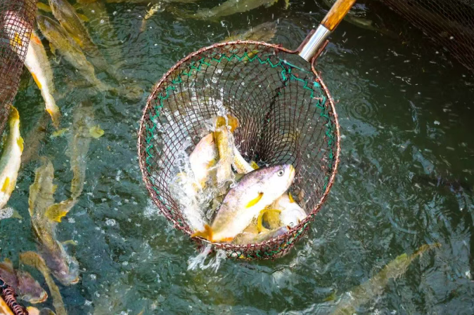 大黃魚捕撈現場